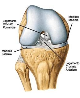 anatomia ginocchio